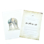 Elephant and Rhino Adoption Pack